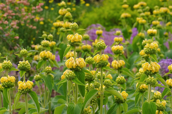 Sápa Russelova (Phlomis russeliana)