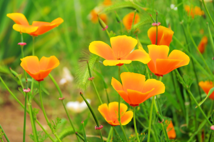 Sluncovka kalifornská (Eschscholzia californica)