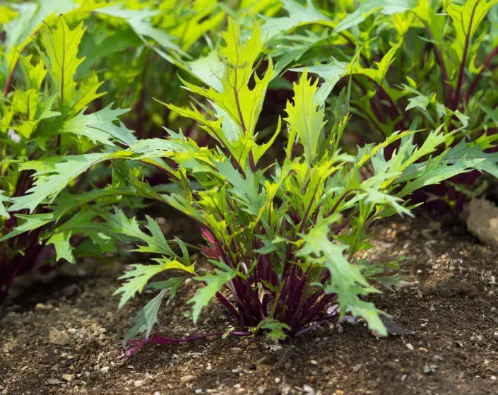 Mizuna (Brassica campestris Japonica) Mizuna (Brassica campestris Japonica)