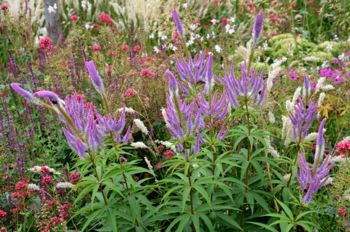 Rozrazilovec viržinský (Veronicastrum virginicum) 
