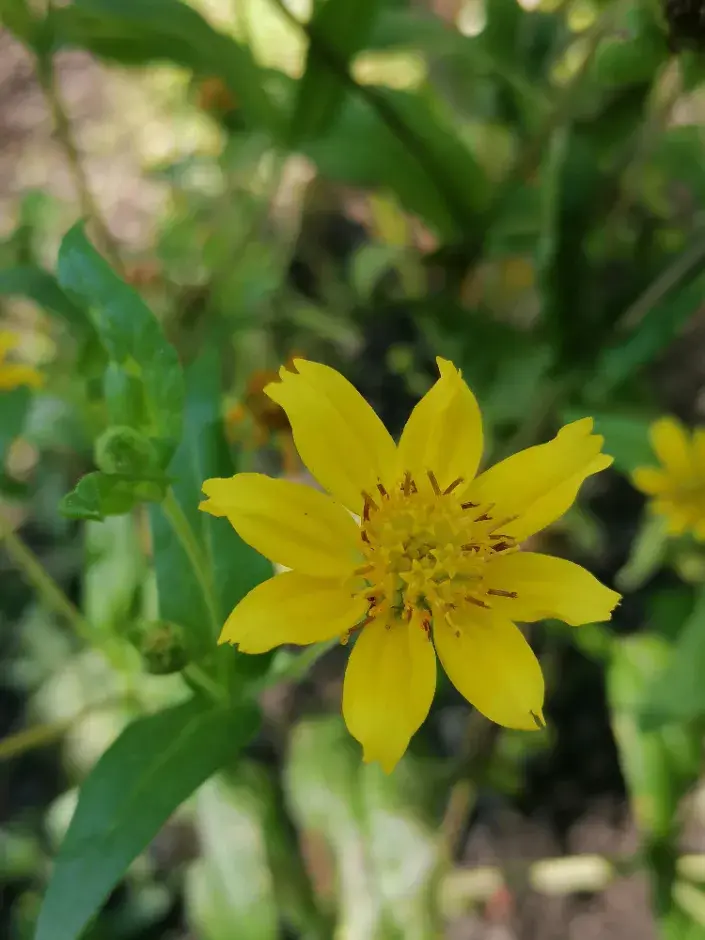 Mastňák habešský Mastňák habešský