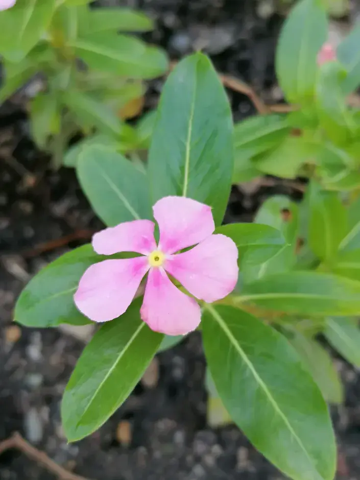 Katarantus se podobá barvínku Katarantus se podobá barvínku