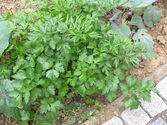 Petržel zahradní naťová (Petroselinum crispum) 