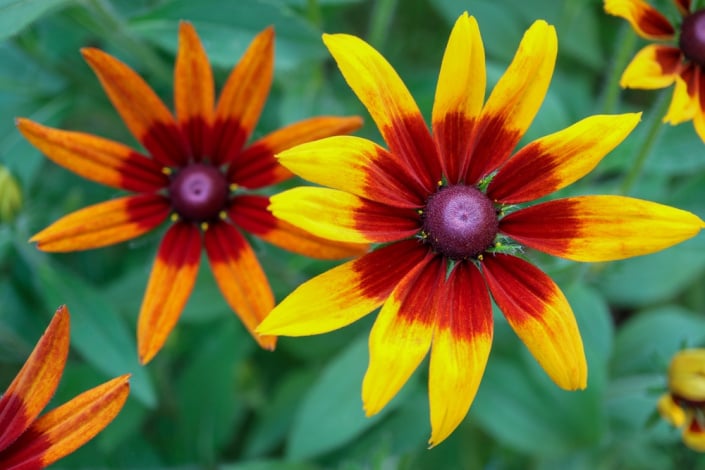 Třapatka srstnatá (Rudbeckia hirta) 