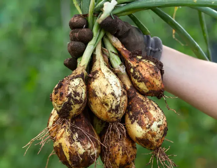 ozimá cibule ozimá cibule