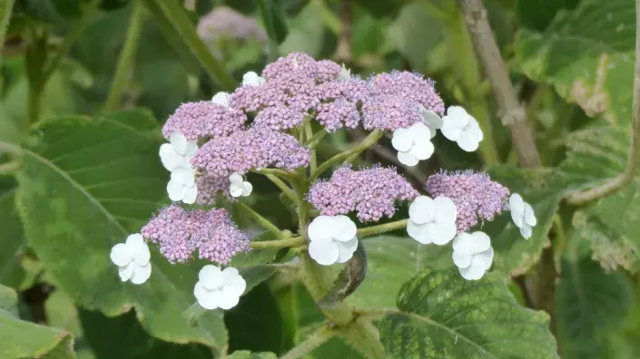 Hortenzie Sargentova (Hydrangea aspera ssp. sargentiana) 