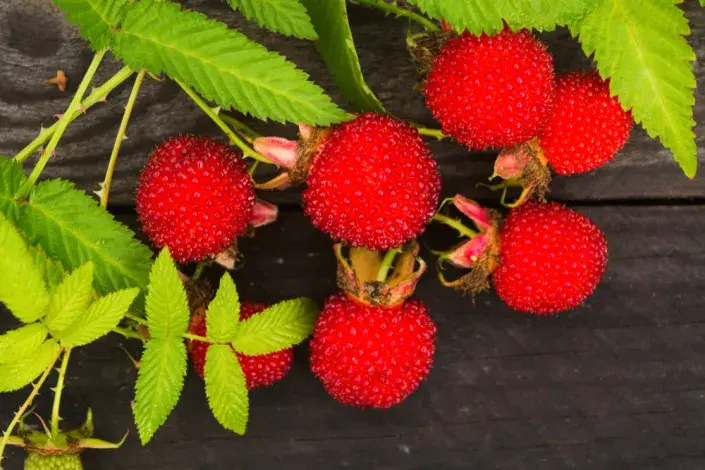 Maliny na balkoně Maliny na balkoně