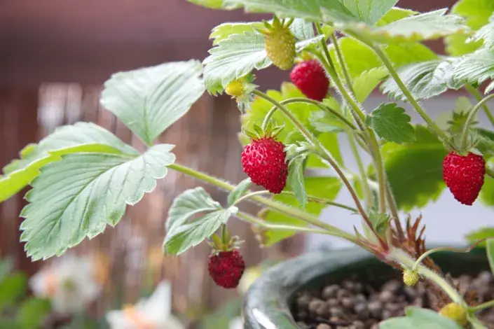 Měsíční jahody (Fragaria vesca var. semperflorens) 