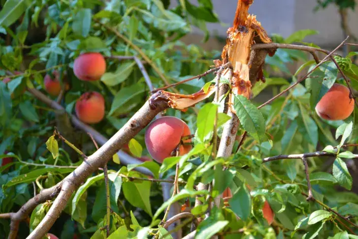 Zlomené stromy Zlomené stromy