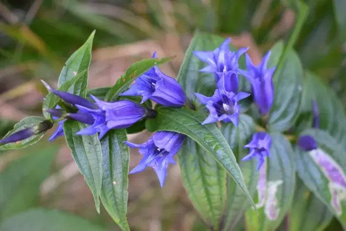 Hořec tolitovitý (Gentiana asclepiadea) 