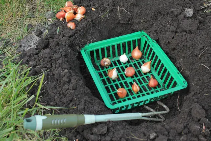 cibuloviny v košíku cibuloviny v košíku