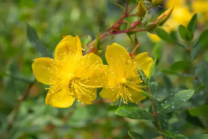 Třezalka kalíškatá (Hypericum calycinum) Třezalka kalíškatá (Hypericum calycinum)