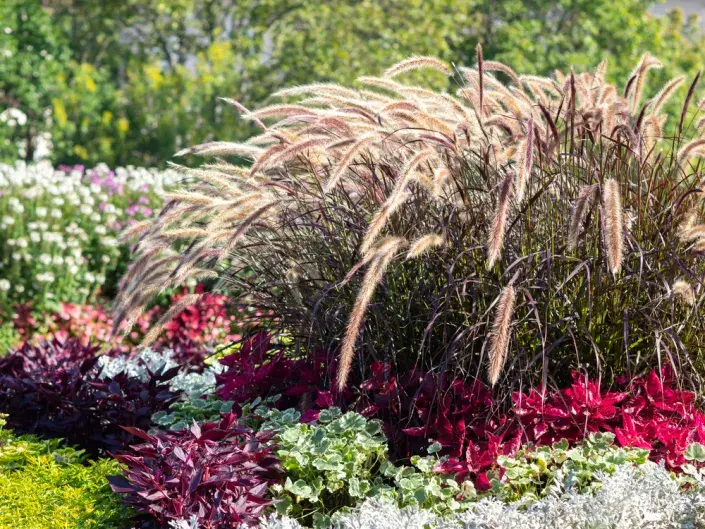 Dochan setý (Pennisetum setaceum)