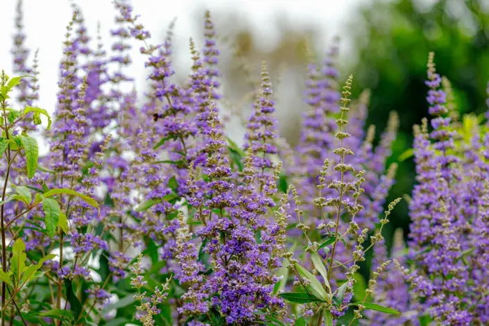 Drmek obecný (Vitex agnus-castus) 