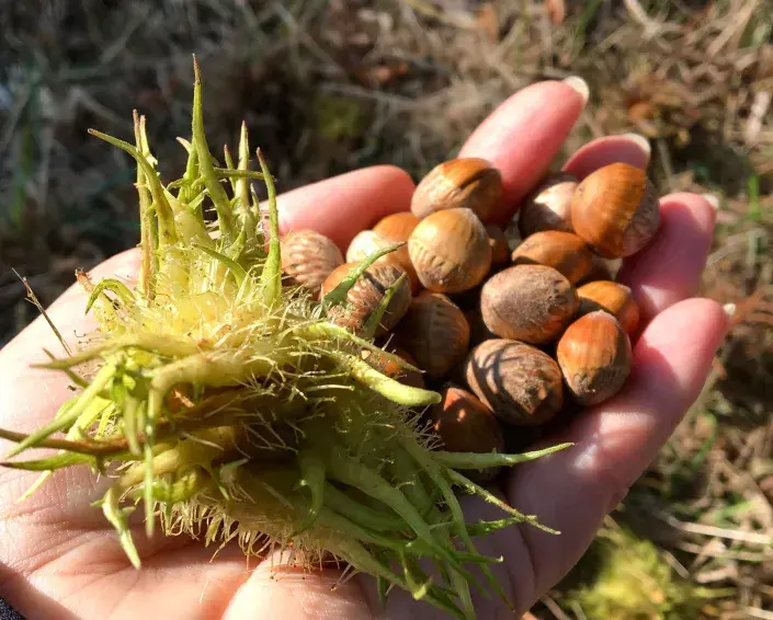 Turecká líska (Corylus colurna) Turecká líska (Corylus colurna)