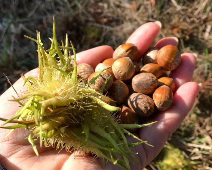 Turecká líska (Corylus colurna) 