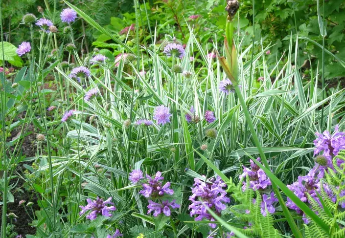 Chrastice rákosovitá (Phalaris arundinacea) Chrastice rákosovitá (Phalaris arundinacea)
