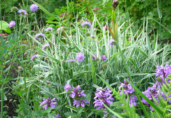 Chrastice rákosovitá (Phalaris arundinacea) 