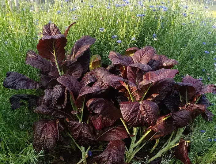 Hořčice červená (Brassica juncea) Hořčice červená (Brassica juncea)