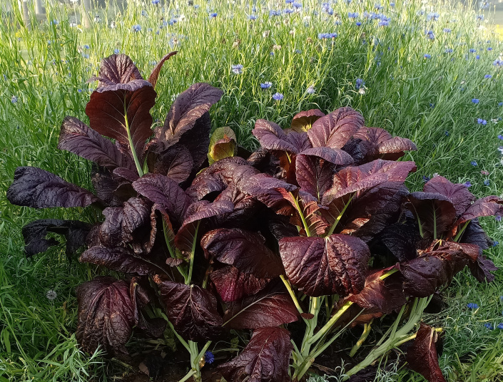 Hořčice červená (Brassica juncea)