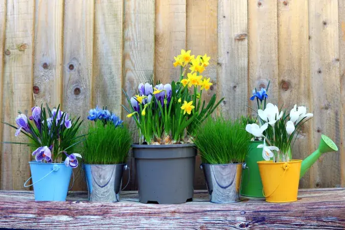 Jarní cibuloviny Jarní cibuloviny