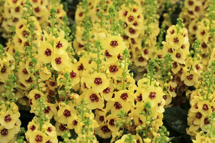 Divizna 'Dark Eyes' (Verbascum hybridum 'Dark Eyes') 