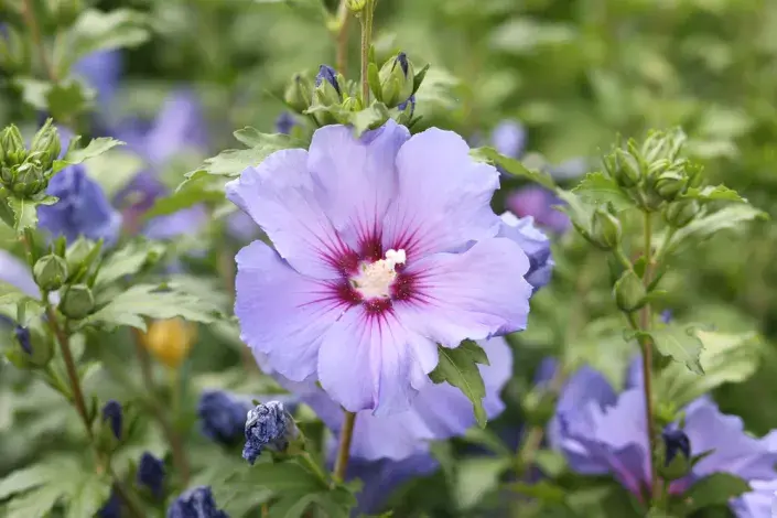Ibišek syrský (Hibiscus syriacus) 