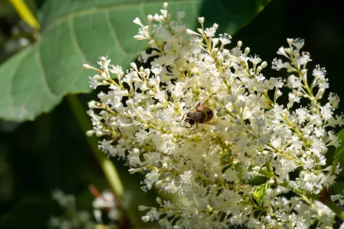 Jochovec olšolistý (Clethra alnifolia) Jochovec olšolistý (Clethra alnifolia)