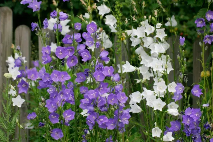Zvonek broskvolistý (Campanula persicifolia) Zvonek broskvolistý (Campanula persicifolia)