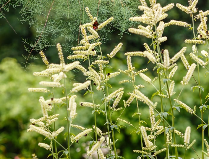 Ploštičník hroznatý (Actaea racemosa, syn. Cimicifuga racemosa)