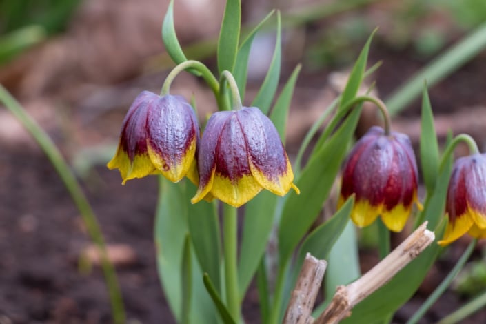 Řebčík Michajlovského (Fritillaria michailovskyi) 