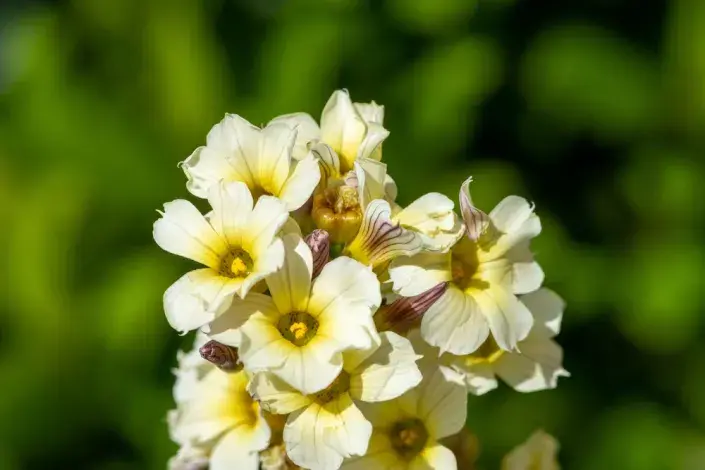 Badil žíhaný Badil žíhaný