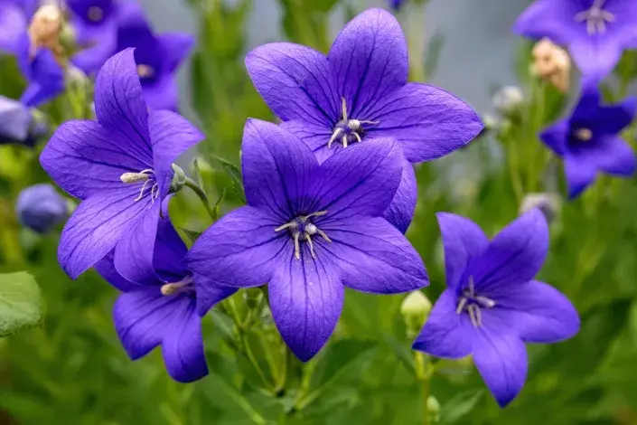 Boubelka velkokvětá, zvonkovec (Platycodon grandiflorus) Boubelka velkokvětá, zvonkovec (Platycodon grandiflorus)