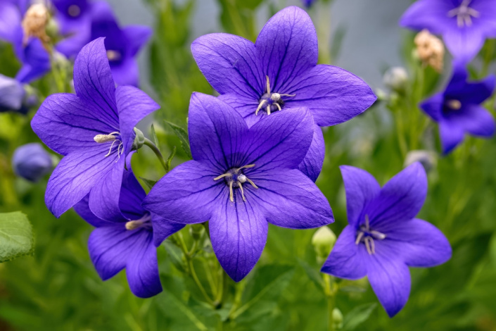 Boubelka velkokvětá, zvonkovec  (Platycodon grandiflorus)