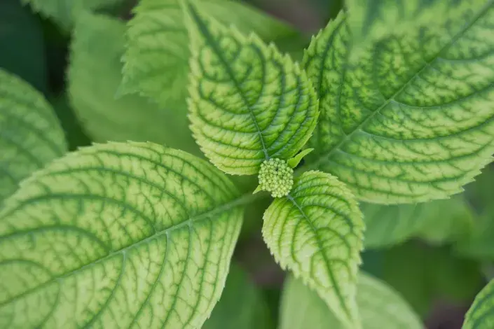 Hortenzie bez květů 