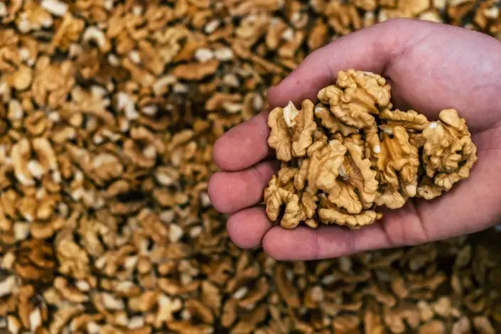 Ořešák královský