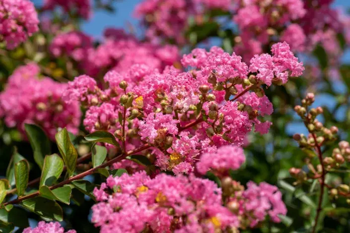 Krepová myrta neboli pukol