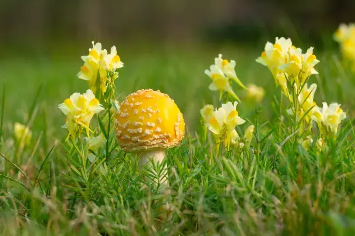 Houby v okrasné zahradě 