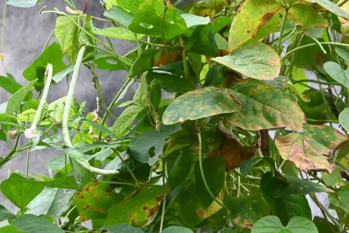 Vigna čínská (Vigna sinensis) Vigna čínská (Vigna sinensis)