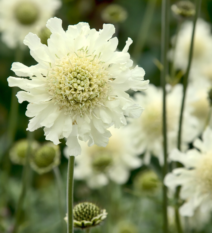 Hlavatka obrovská (Cephalaria gigantea) 