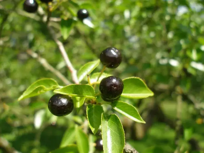 Plody višně mahalebky 