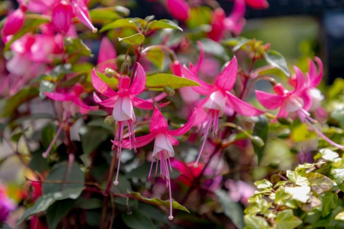 Fuchsie magelánská neboli fuchsie chilská (Fuchsia magellanica)