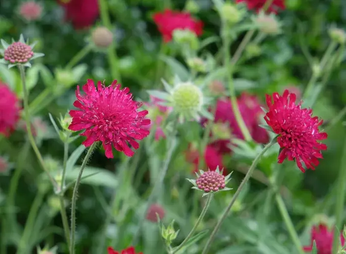 Chrastavec makedonský (Knautia macedonica) Chrastavec makedonský (Knautia macedonica)