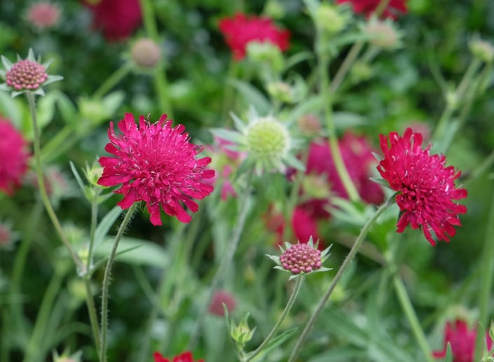 Chrastavec makedonský (Knautia macedonica) 
