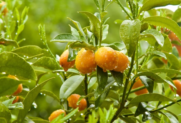 Plody kumquatu 