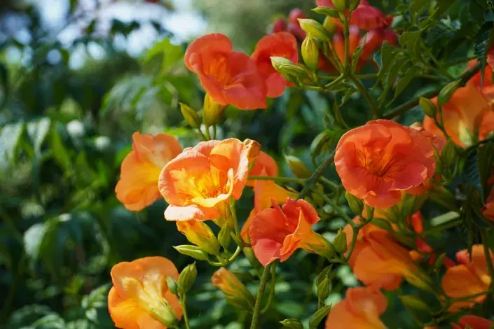 Trubač velkokvětý Trubač velkokvětý