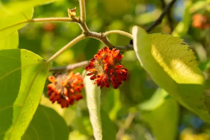 Papírovník čínský (Broussonetia papyrifera) Papírovník čínský (Broussonetia papyrifera)