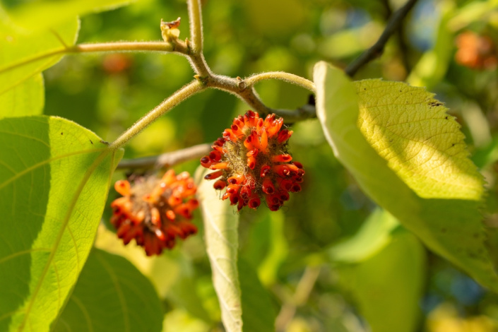 Papírovník čínský (Broussonetia papyrifera)