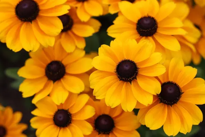 Třapatka trojlaločná (Rudbeckia triloba)
