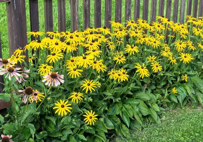 Třapatka zářivá (Rudbeckia fulgida) Třapatka zářivá (Rudbeckia fulgida)